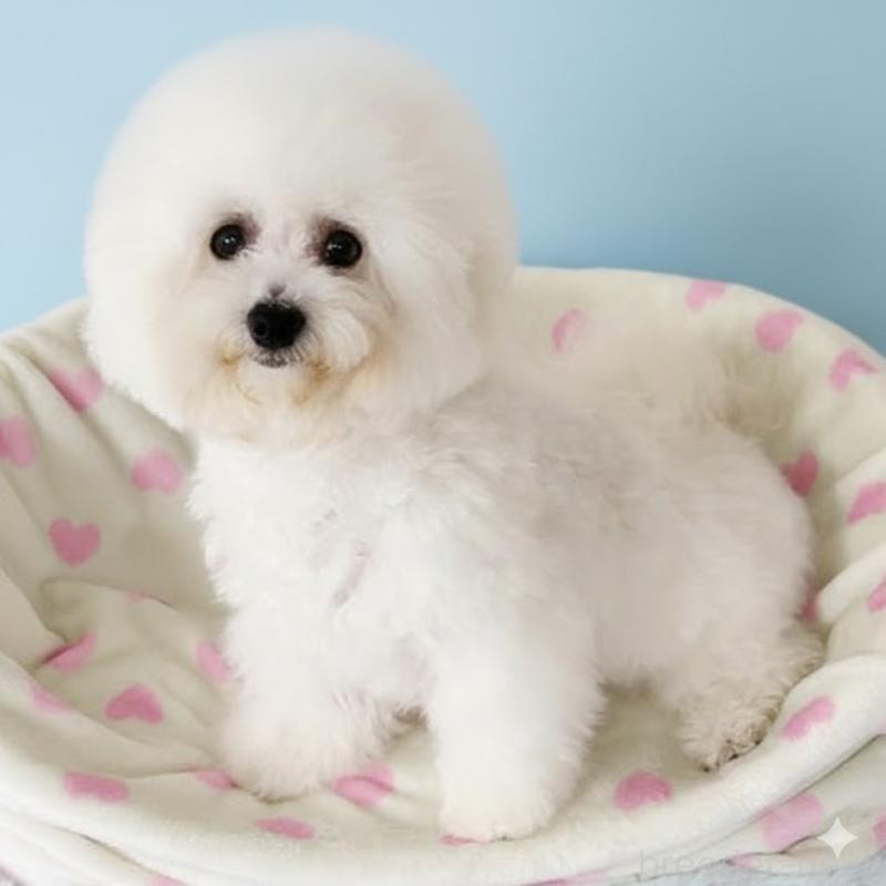 販売中の栃木県のビションフリーゼ-387352の3枚目