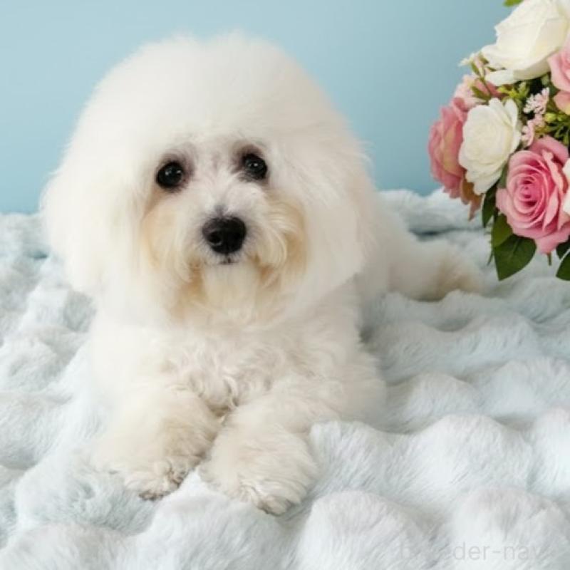 販売中の栃木県のビションフリーゼ-387352の2枚目