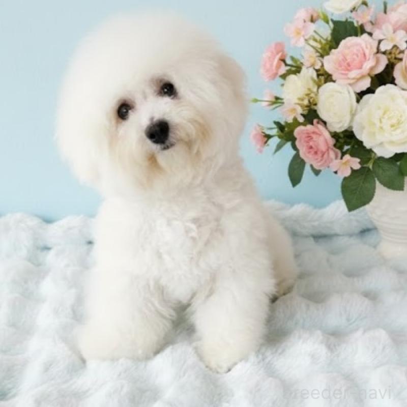 販売中の栃木県のビションフリーゼ-387352