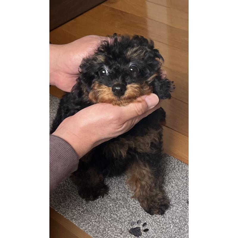 成約済の福岡県のタイニープードル-429964の4枚目