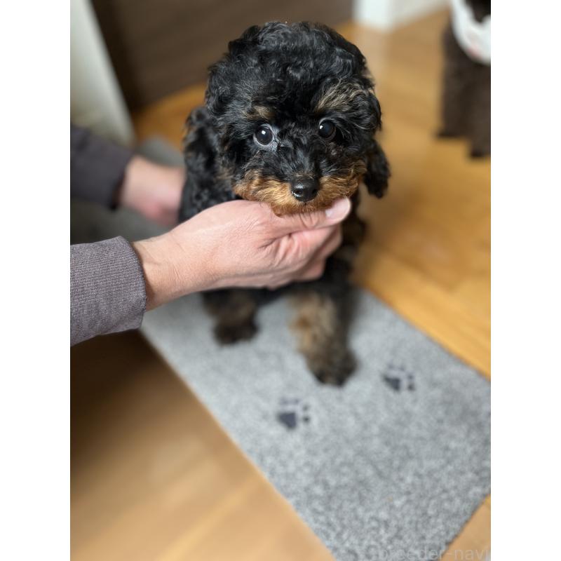 成約済の福岡県のタイニープードル-429964の3枚目