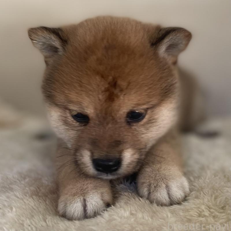 販売中の熊本県の豆柴-437205の1枚目