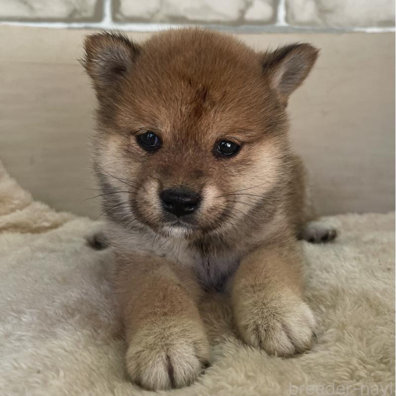 販売中の熊本県の豆柴-437205の6枚目