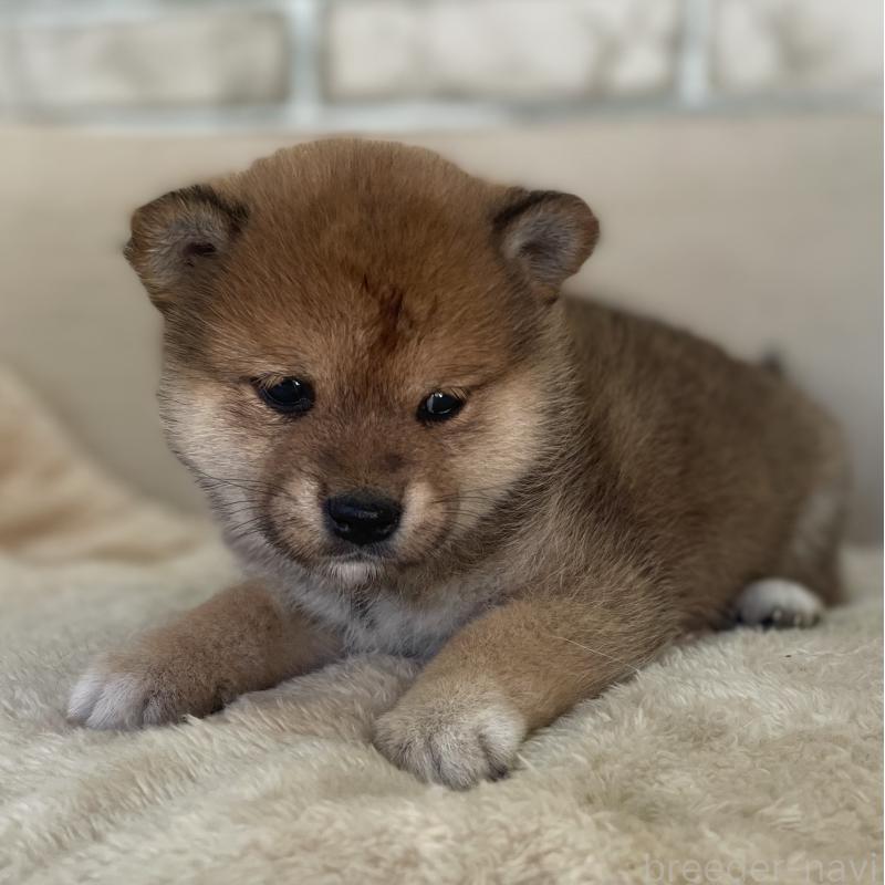 販売中の熊本県の豆柴-437205の5枚目