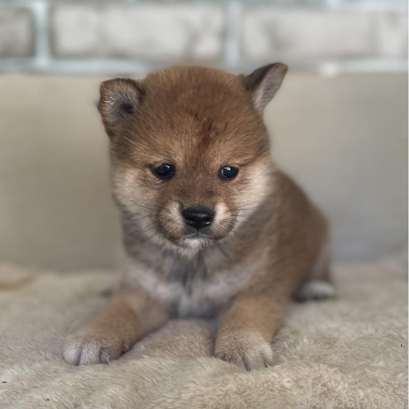 販売中の熊本県の豆柴-437205の3枚目