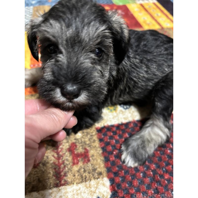 販売中の福岡県のミニチュアシュナウザー-433343の4枚目