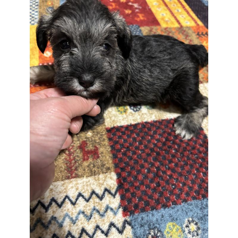 販売中の福岡県のミニチュアシュナウザー-433343の3枚目