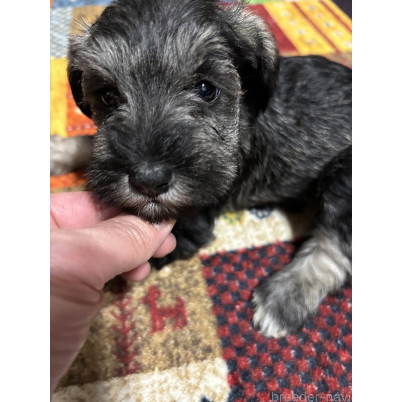 販売中の福岡県のミニチュアシュナウザー-433343の2枚目