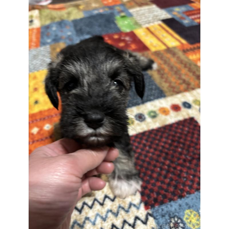 成約済の福岡県のミニチュアシュナウザー-433341の3枚目