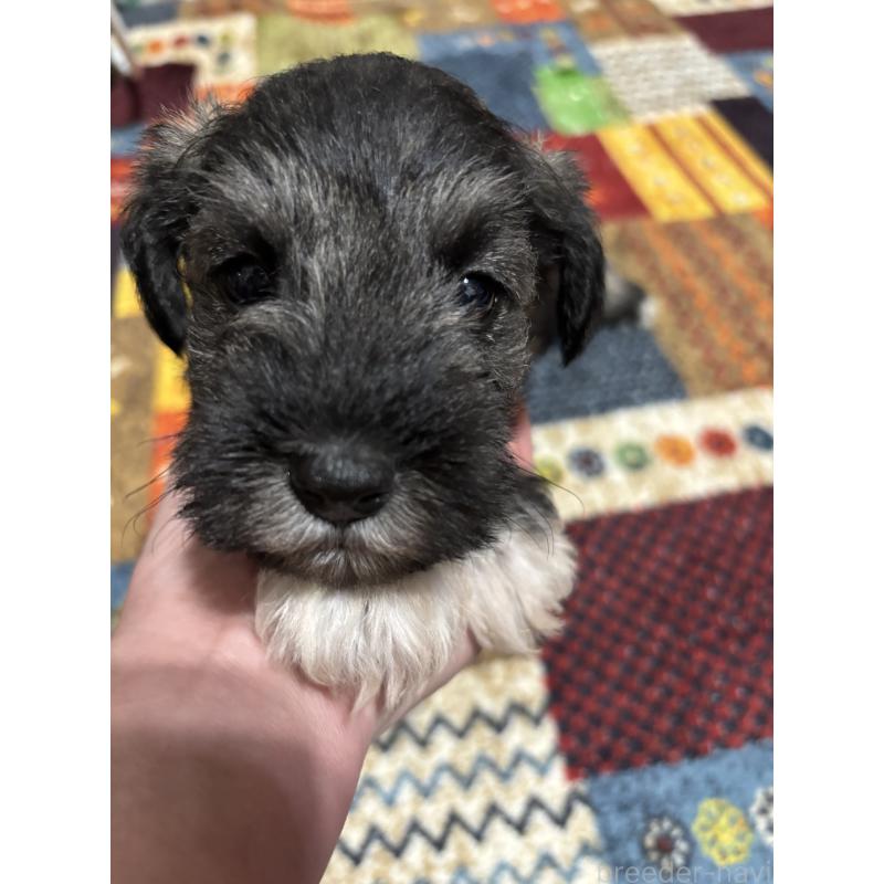 成約済の福岡県のミニチュアシュナウザー-433341の2枚目