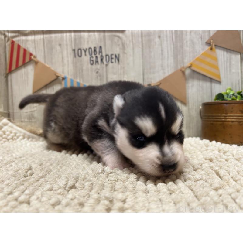 販売中の佐賀県のシベリアンハスキー-437207の5枚目