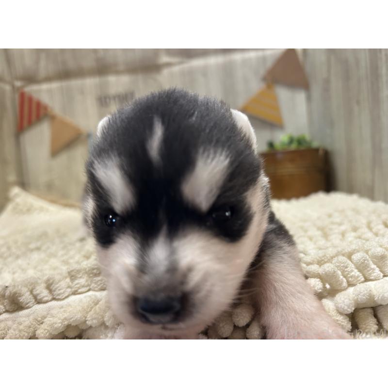 販売中の佐賀県のシベリアンハスキー-437207の4枚目