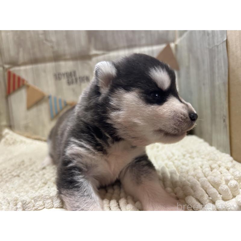 販売中の佐賀県のシベリアンハスキー-437207の3枚目