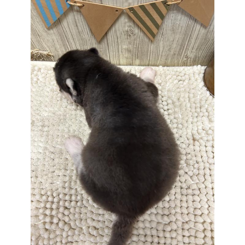 販売中の佐賀県のシベリアンハスキー-437207の2枚目