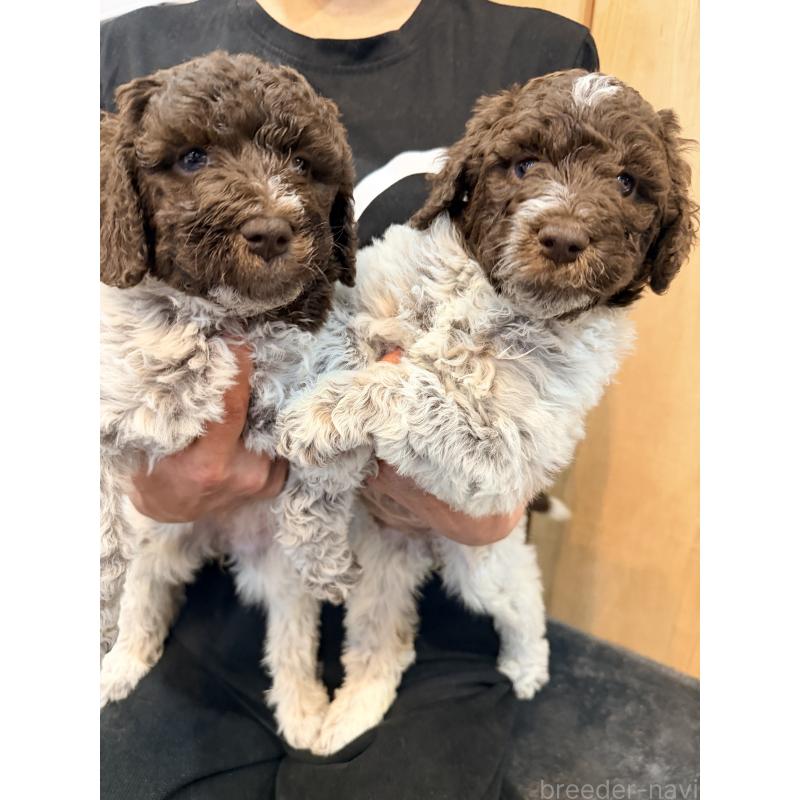 販売中の京都府のミックス犬-437209の2枚目