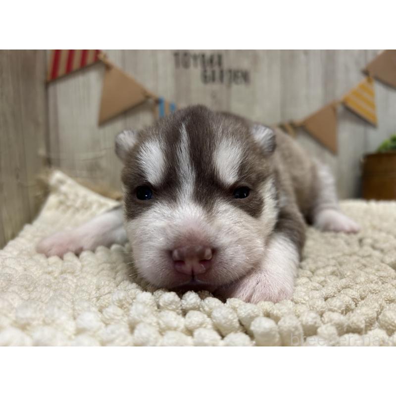 販売中の佐賀県のシベリアンハスキー-437208の4枚目