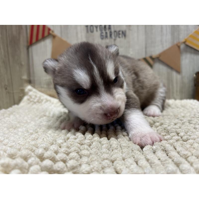 販売中の佐賀県のシベリアンハスキー-437208の3枚目