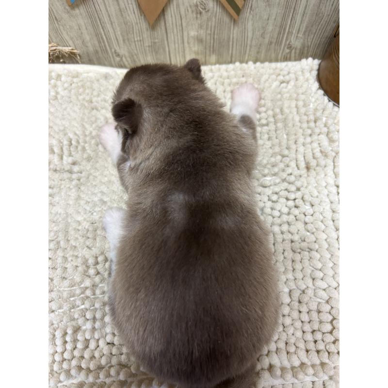 販売中の佐賀県のシベリアンハスキー-437208の2枚目