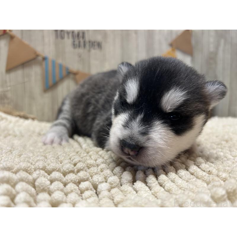 販売中の佐賀県のシベリアンハスキー-437210の5枚目