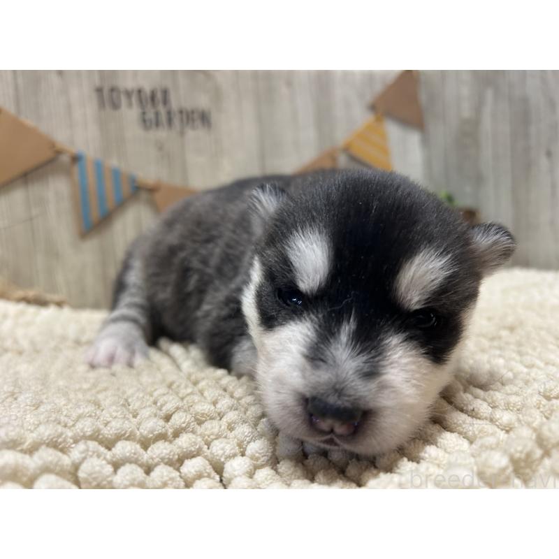 販売中の佐賀県のシベリアンハスキー-437210の4枚目