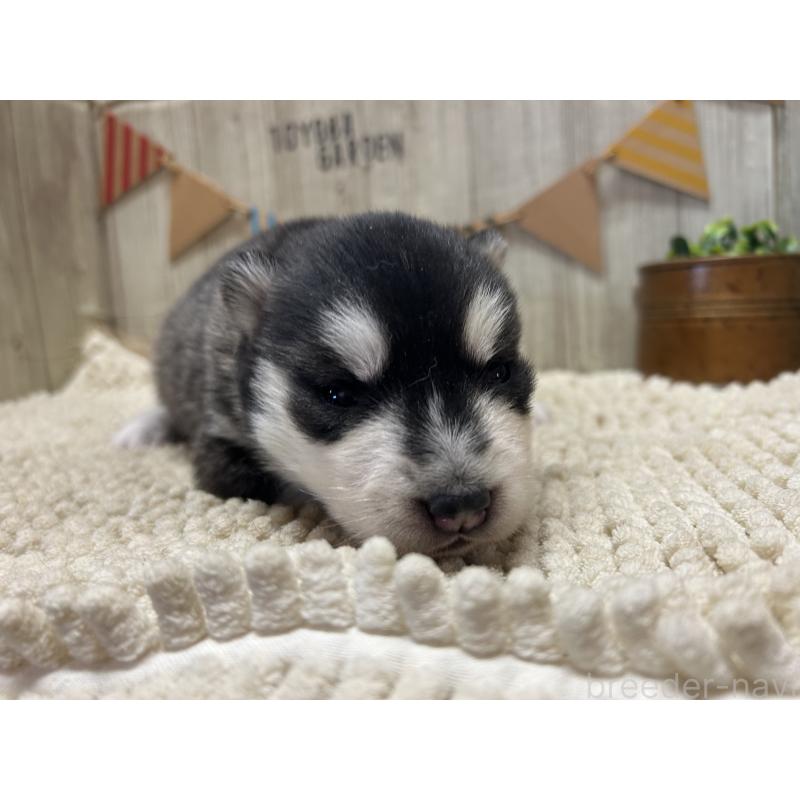 販売中の佐賀県のシベリアンハスキー-437210の3枚目