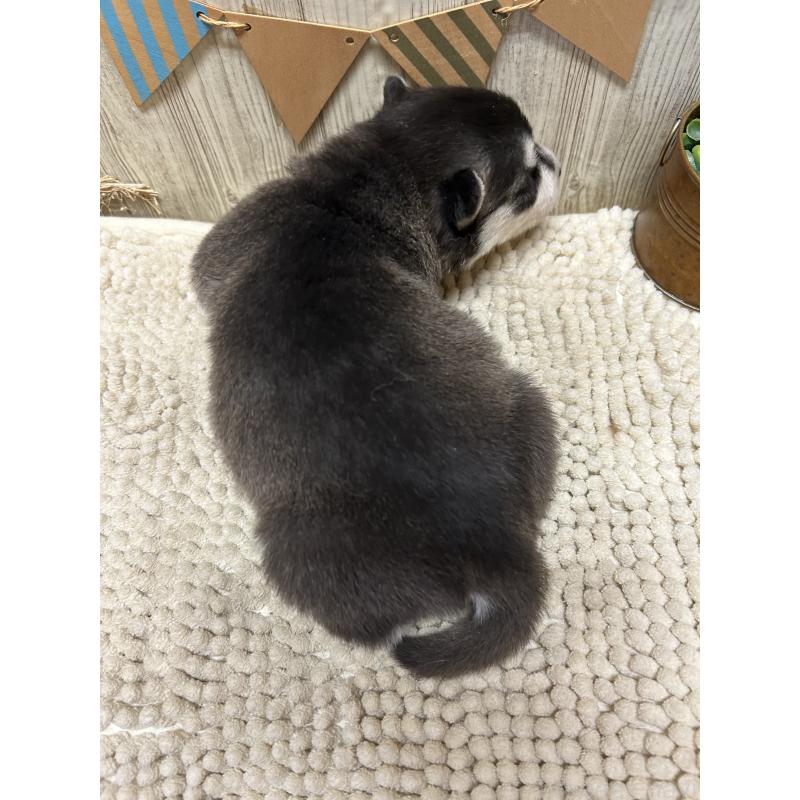 販売中の佐賀県のシベリアンハスキー-437210の2枚目