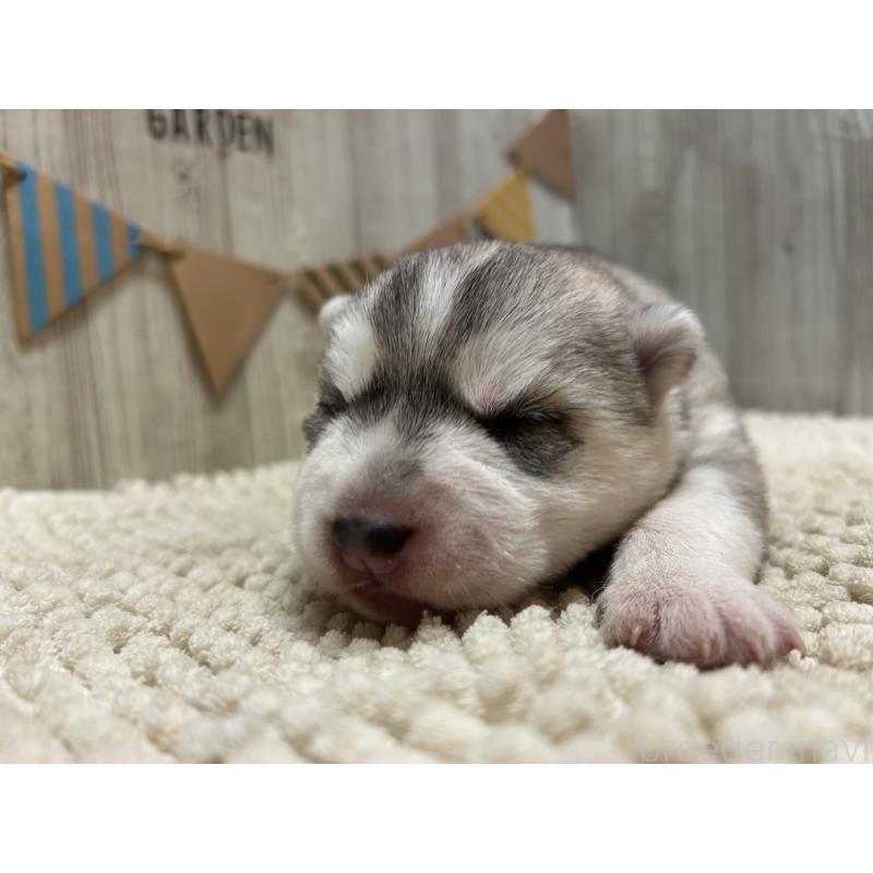 販売中の佐賀県のシベリアンハスキー-437211の5枚目