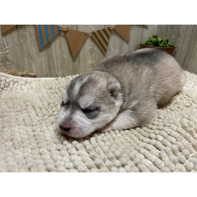 販売中の佐賀県のシベリアンハスキー-437211の4枚目