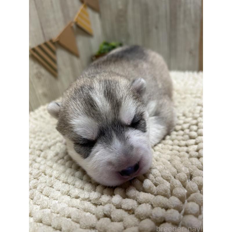 販売中の佐賀県のシベリアンハスキー-437211の3枚目