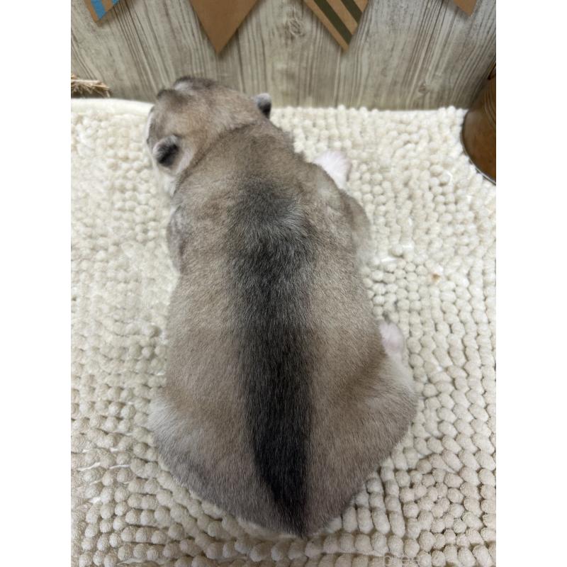 販売中の佐賀県のシベリアンハスキー-437211の2枚目