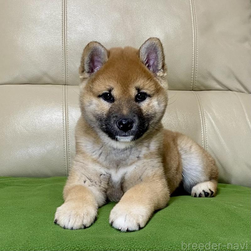 販売中の茨城県の柴犬-433828