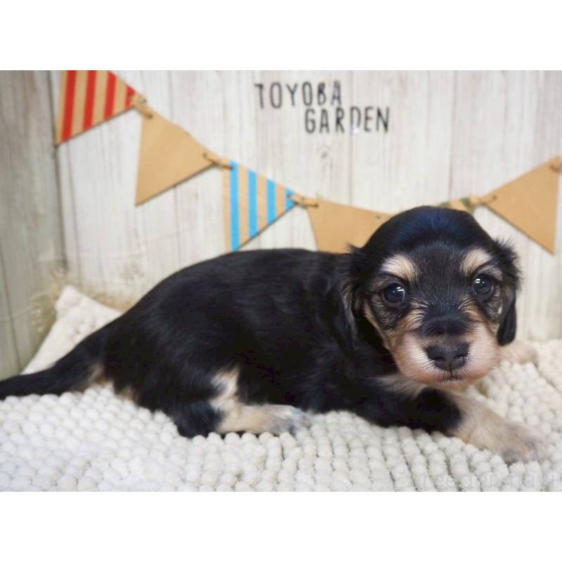 販売中の佐賀県のミニチュアダックスフンド(ロングヘアード)-437212の5枚目