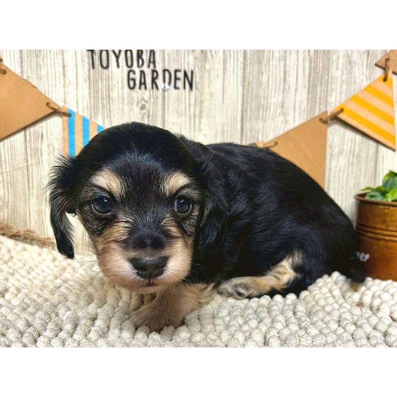 販売中の佐賀県のミニチュアダックスフンド(ロングヘアード)-437212の4枚目