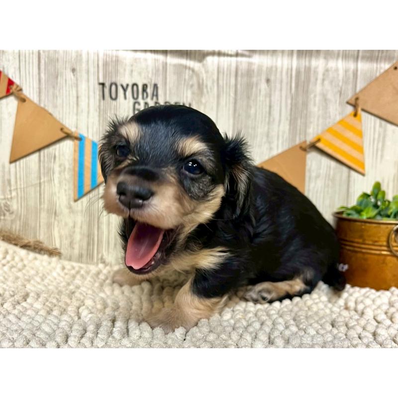 販売中の佐賀県のミニチュアダックスフンド(ロングヘアード)-437212の3枚目