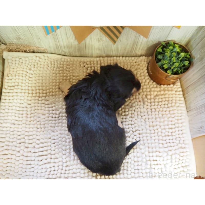 販売中の佐賀県のミニチュアダックスフンド(ロングヘアード)-437212の2枚目