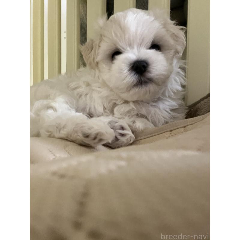 販売中の滋賀県のマルチーズ-430675の50枚目