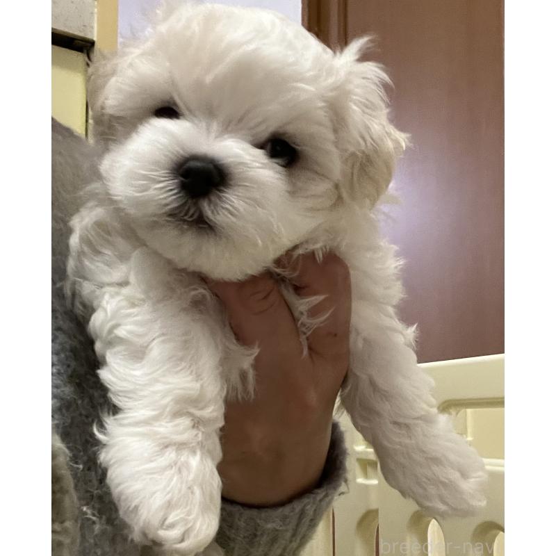 販売中の滋賀県のマルチーズ-430675の48枚目