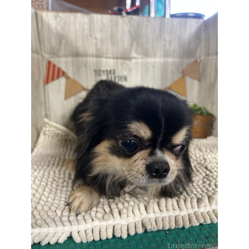 販売中の佐賀県のチワワ(ロングコート)-437214の5枚目