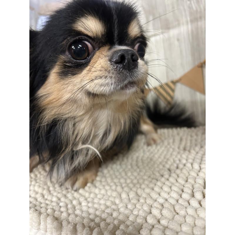 販売中の佐賀県のチワワ(ロングコート)-437214の4枚目