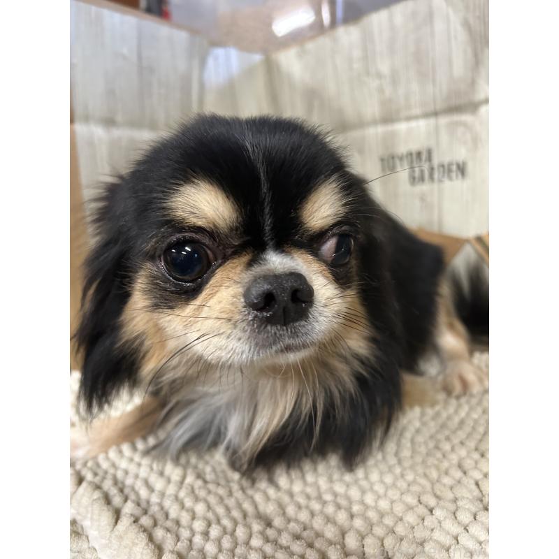 販売中の佐賀県のチワワ(ロングコート)-437214の3枚目