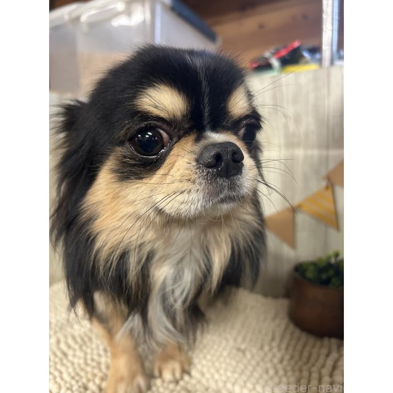 販売中の佐賀県のチワワ(ロングコート)-437214の2枚目