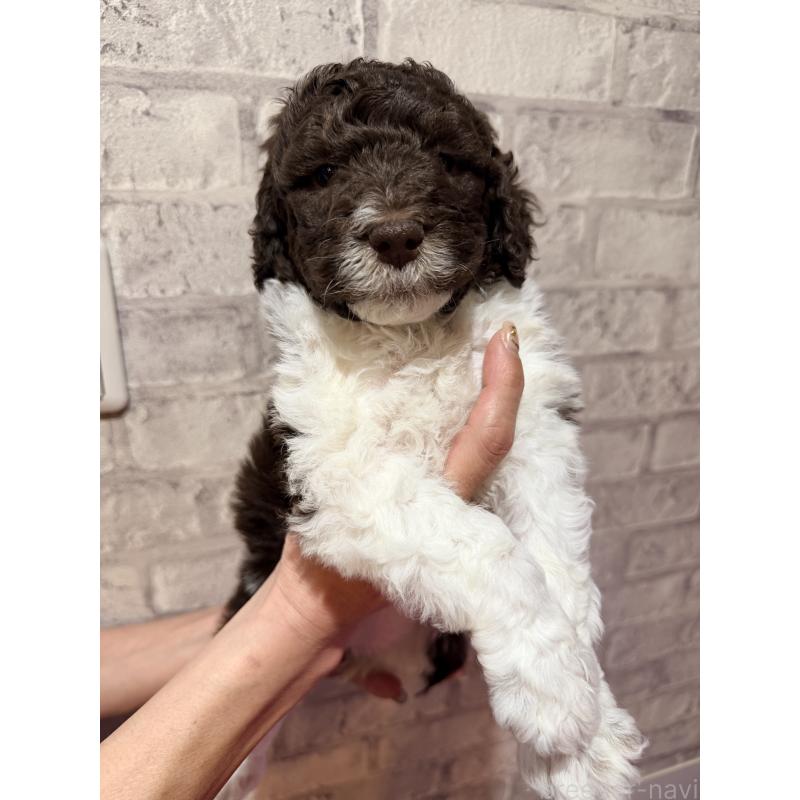 販売中の京都府のミックス犬-437215の1枚目