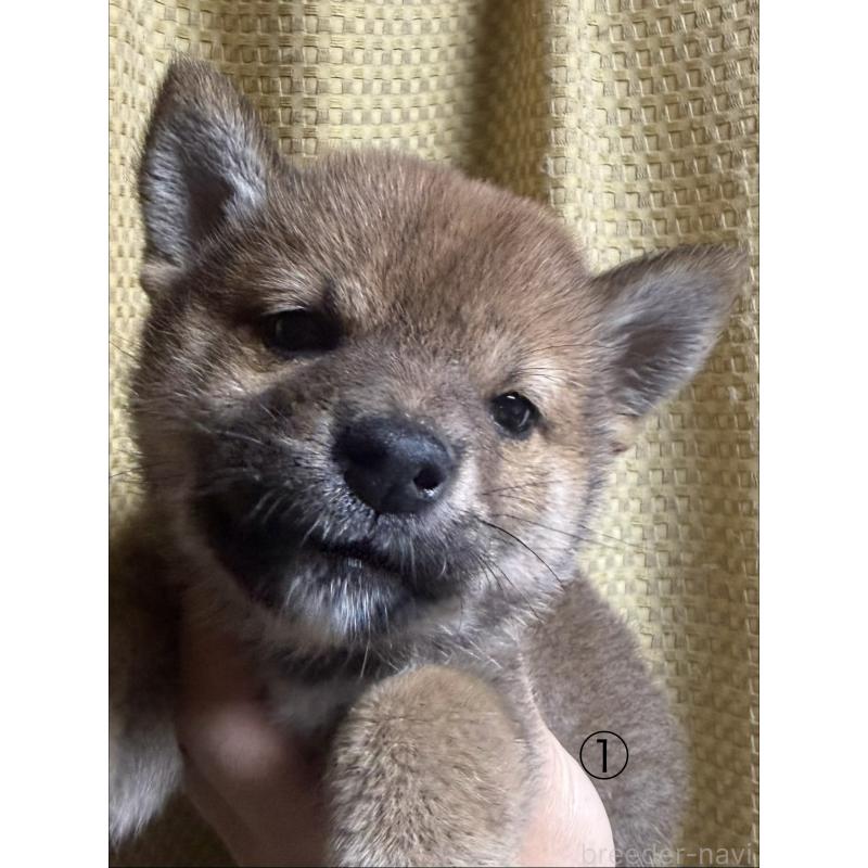販売中の愛知県の柴犬-430894の7枚目