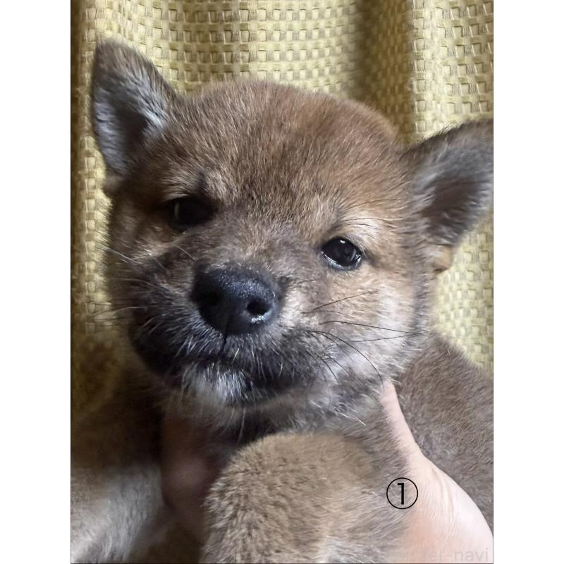 販売中の愛知県の柴犬-430894の6枚目