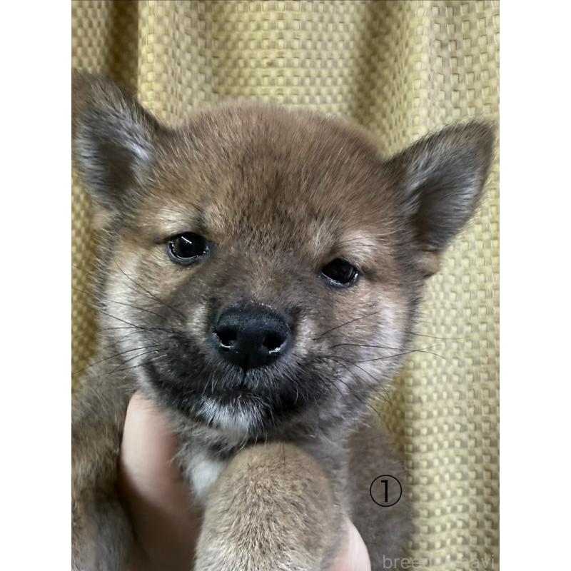 販売中の愛知県の柴犬-430894の5枚目