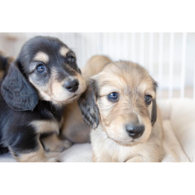 販売中の静岡県のカニンヘンダックスフンド(ロングヘアード)-424548の20枚目