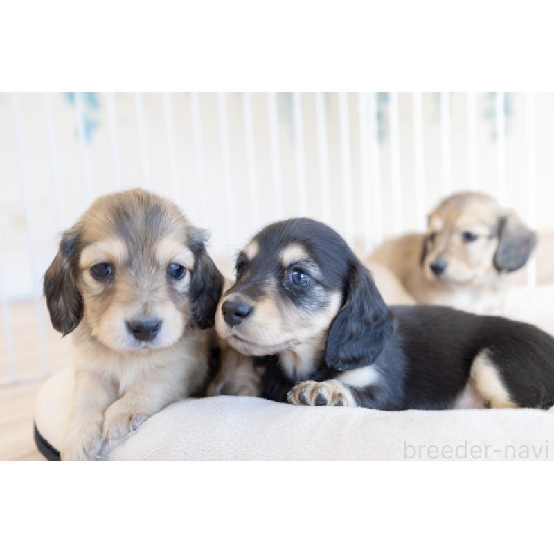 販売中の静岡県のカニンヘンダックスフンド(ロングヘアード)-424548の14枚目