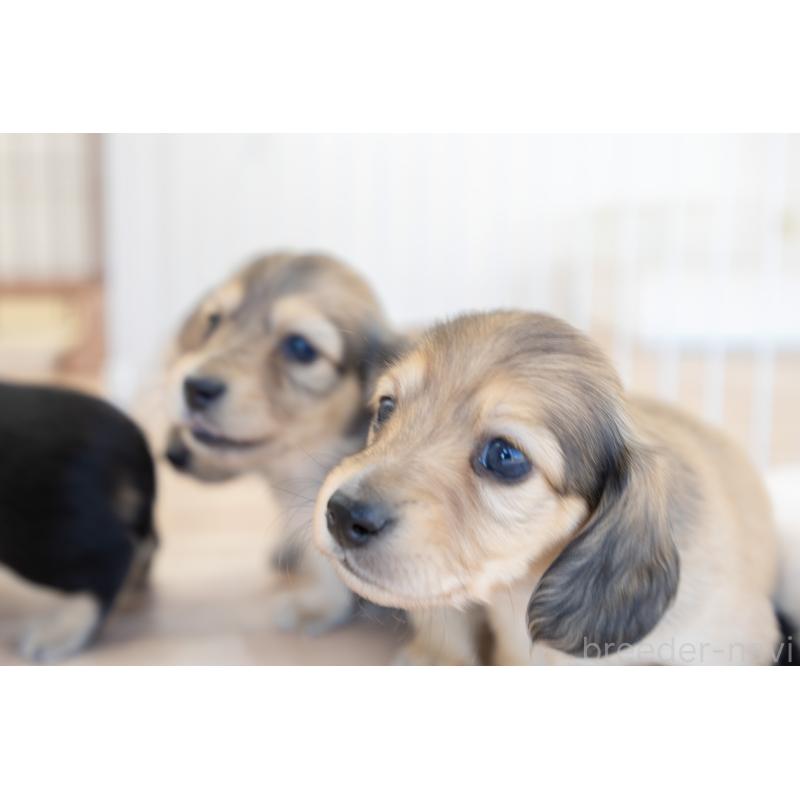 販売中の静岡県のカニンヘンダックスフンド(ロングヘアード)-424548の13枚目