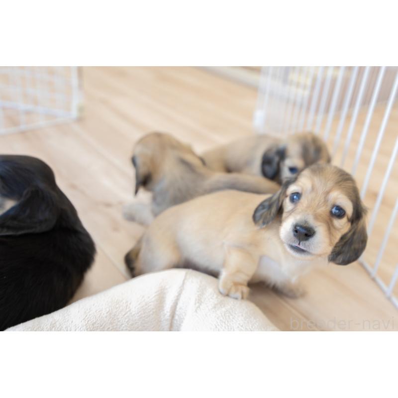 販売中の静岡県のカニンヘンダックスフンド(ロングヘアード)-424548の12枚目