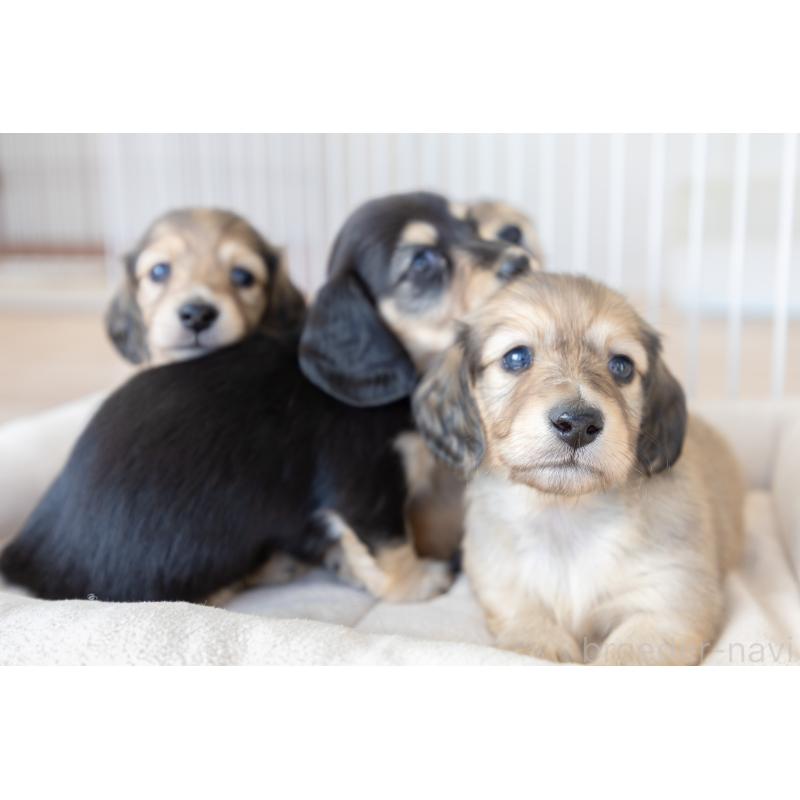 販売中の静岡県のカニンヘンダックスフンド(ロングヘアード)-424549の18枚目